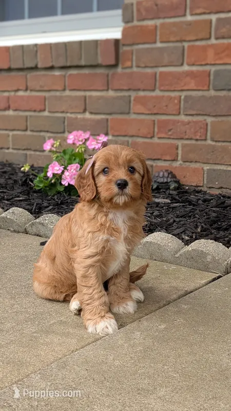 Brooklyn  – Cavapoo puppy for sale in Sugarcreek, OH