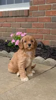 Brooklyn , a female Cavapoo for sale in Sugarcreek, OH – 1 of 8