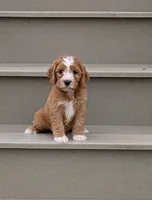 Charlie , a male Cavapoo for sale in Sugarcreek, OH – 5 of 6