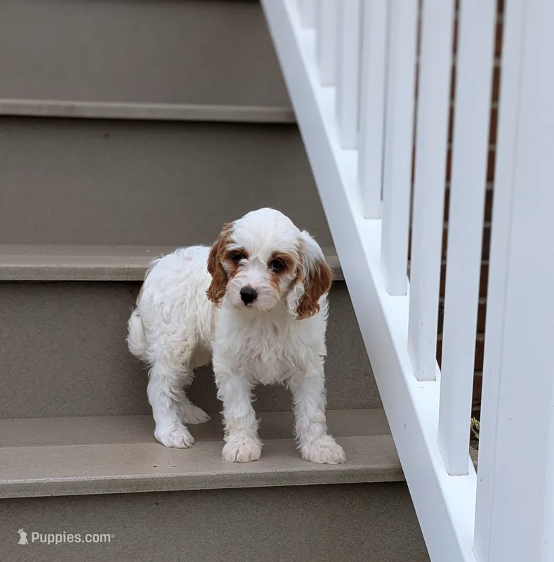 Chloe  – Cavapoo puppy for sale in Sugarcreek, OH