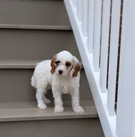Chloe , a female Cavapoo for sale in Sugarcreek, OH – 1 of 6