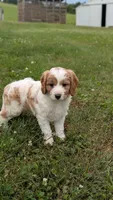 Benji, a male Cavapoo for sale in Sugarcreek, OH – 4 of 8