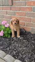 Brianna , a female Cavapoo for sale in Sugarcreek, OH – 3 of 8