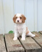 Cooper , a male Cavapoo for sale in Sugarcreek, OH – 5 of 6