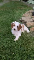 Bo, a male Cavapoo for sale in Sugarcreek, OH – 5 of 8