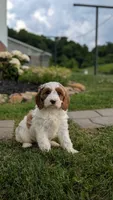 Bobby , a male Cavapoo for sale in Sugarcreek, OH – 5 of 8