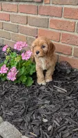 Brooklyn , a female Cavapoo for sale in Sugarcreek, OH – 4 of 8