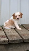 Cocoa, a female Cavapoo for sale in Sugarcreek, OH – 3 of 4