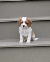 Prince , a male Cavapoo for sale in Sugarcreek, OH – 4 of 6