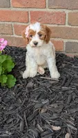 Bella , a female Cavapoo for sale in Sugarcreek, OH – 2 of 8