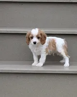 Prince , a male Cavapoo for sale in Sugarcreek, OH – 3 of 6