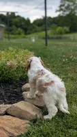 Bo, a male Cavapoo for sale in Sugarcreek, OH – 4 of 8