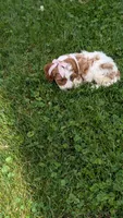 Bridgit, a female Cavapoo for sale in Sugarcreek, OH – 6 of 9