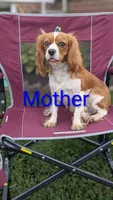 Bridgit, a female Cavapoo for sale in Sugarcreek, OH – 9 of 9