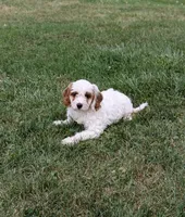 Chloe , a female Cavapoo for sale in Sugarcreek, OH – 5 of 6