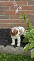 Bridgit, a female Cavapoo for sale in Sugarcreek, OH – 2 of 9