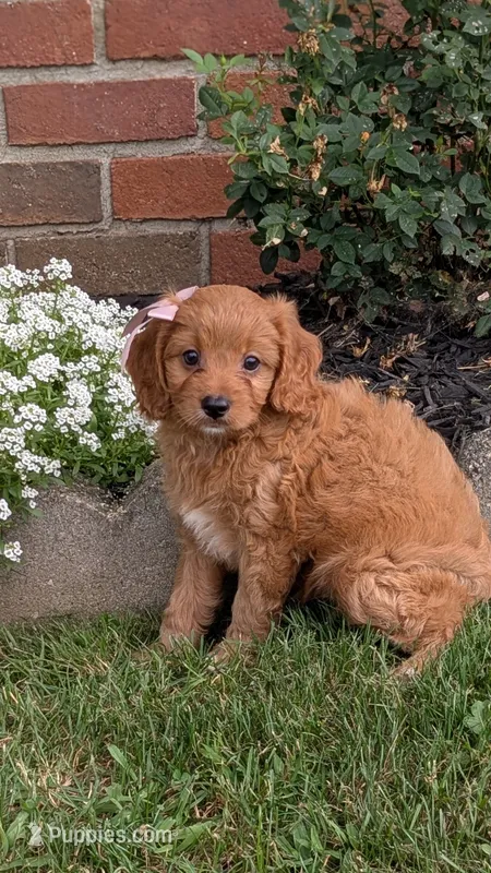 Brianna  – Cavapoo puppy for sale in Sugarcreek, OH