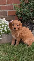 Brianna , a female Cavapoo for sale in Sugarcreek, OH – 1 of 8