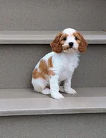 Princess , a female Cavapoo for sale in Sugarcreek, OH – 3 of 6