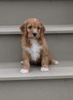Cody , a male Cavapoo for sale in Sugarcreek, OH – 5 of 6