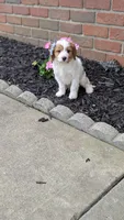 Benji, a male Cavapoo for sale in Sugarcreek, OH – 6 of 8