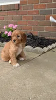 Brooklyn , a female Cavapoo for sale in Sugarcreek, OH – 5 of 8