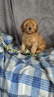 Luca, a male Cavapoo for sale in Sugarcreek, OH – Photo 1 of 6