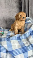 Luca, a male Cavapoo for sale in Sugarcreek, OH – Photo 4 of 6