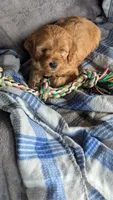 Luca, a male Cavapoo for sale in Sugarcreek, OH – Photo 3 of 6