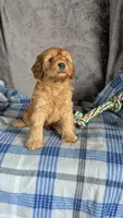 Luca, a male Cavapoo for sale in Sugarcreek, OH – Photo 2 of 6