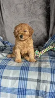 Luca, a male Cavapoo for sale in Sugarcreek, OH – Photo 5 of 6