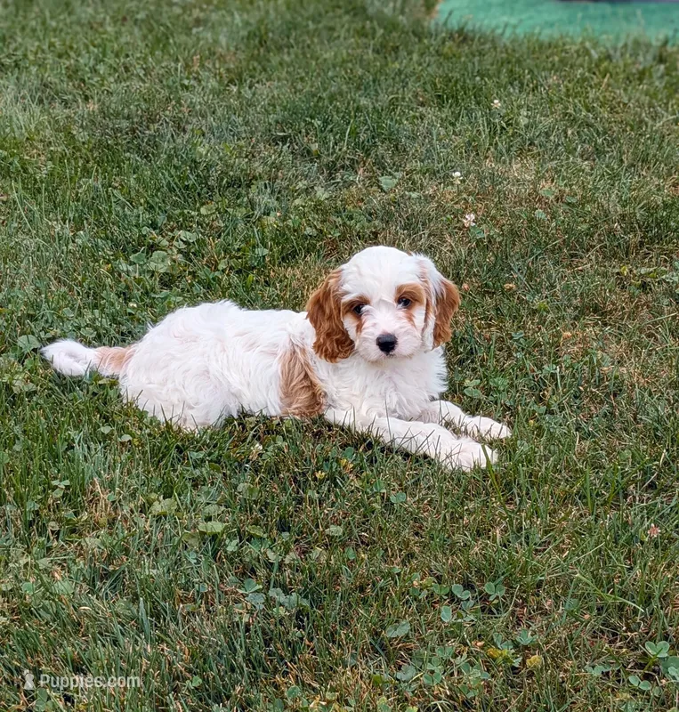 Chloe  – Cavapoo puppy for sale in Sugarcreek, OH