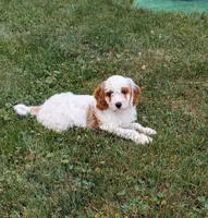 Chloe , a female Cavapoo for sale in Sugarcreek, OH – 6 of 6