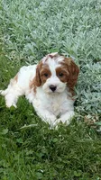 Bridgit, a female Cavapoo for sale in Sugarcreek, OH – 1 of 9