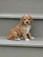 Pepper , a male Cavapoo for sale in Sugarcreek, OH – 2 of 6