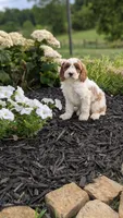 Bobby , a male Cavapoo for sale in Sugarcreek, OH – 6 of 8