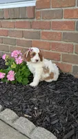 Bobby , a male Cavapoo for sale in Sugarcreek, OH – 2 of 8