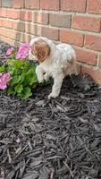 Bella , a female Cavapoo for sale in Sugarcreek, OH – 6 of 8