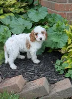 Chloe , a female Cavapoo for sale in Sugarcreek, OH – 4 of 6