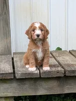 Charlie , a male Cavapoo for sale in Sugarcreek, OH – 4 of 6