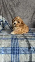 Daisy , a female Cavapoo for sale in Sugarcreek, OH – Photo 2 of 6