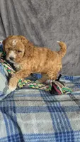 Daisy , a female Cavapoo for sale in Sugarcreek, OH – Photo 3 of 6