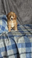 Daisy , a female Cavapoo for sale in Sugarcreek, OH – Photo 5 of 6