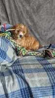 Daisy , a female Cavapoo for sale in Sugarcreek, OH – Photo 4 of 6