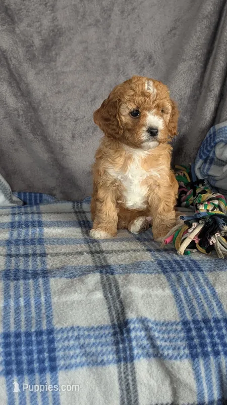 Daisy  – Cavapoo puppy for sale in Sugarcreek, OH
