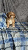 Daisy , a female Cavapoo for sale in Sugarcreek, OH – Photo 6 of 6