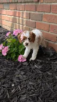 Bella , a female Cavapoo for sale in Sugarcreek, OH – 5 of 8