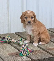Pepper , a male Cavapoo for sale in Sugarcreek, OH – 3 of 6