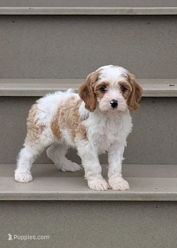 Cooper  – Cavapoo puppy for sale in Sugarcreek, OH