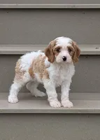 Cooper , a male Cavapoo for sale in Sugarcreek, OH – 1 of 6
